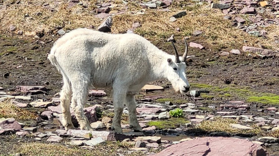 Gender check of Goats at Logan Pass.jpg Gender check of Goats at Logan Pass.jpg