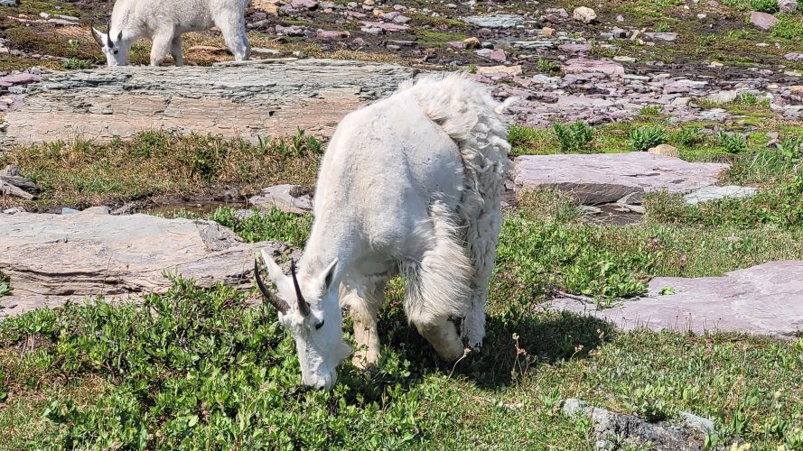 Goat losing winter coat in Glacier.jpg Goat losing winter coat in Glacier.jpg