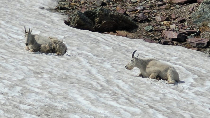 Logan Pass goats enjoying the snow.jpg Logan Pass goats enjoying the snow.jpg