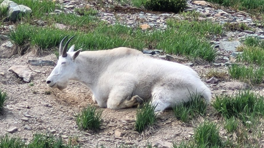 Sleeping goat along Logan pass Trail.jpg Sleeping goat along Logan pass Trail.jpg