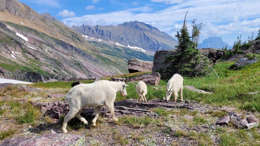 Goats at Gunsight Pass 2.jpg Goats at Gunsight Pass 2.jpg