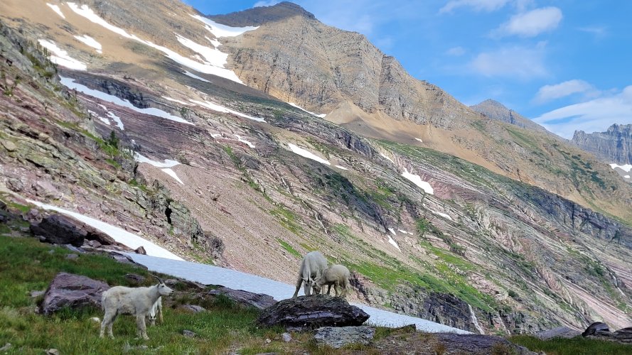 Goats at Gunsight Pass 4.jpg Goats at Gunsight Pass 4.jpg