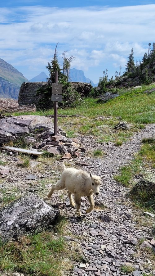 Goats at Gunsight Pass 5.jpg Goats at Gunsight Pass 5.jpg