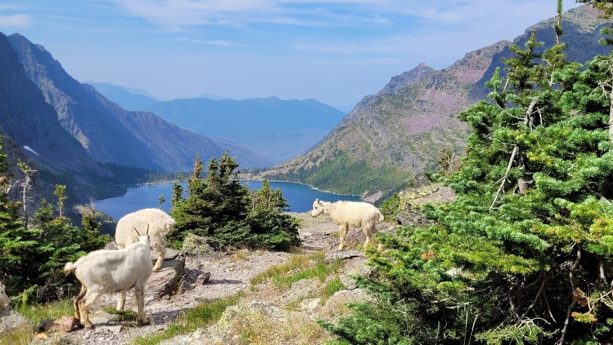Goats at Gunsight Pass 6.jpg Goats at Gunsight Pass 6.jpg