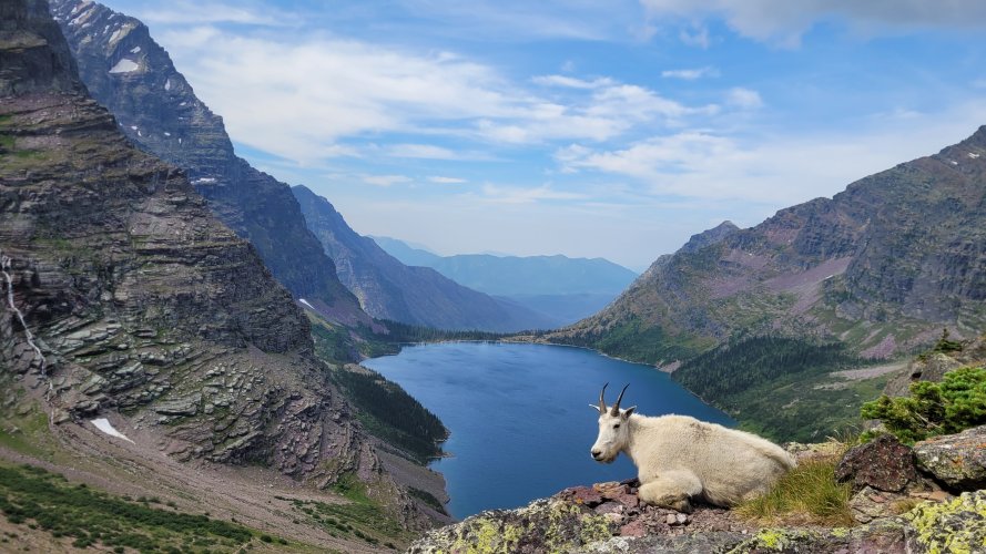 Lake Ellen Wilson Goat pose.jpg Lake Ellen Wilson Goat pose.jpg