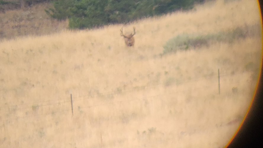Buck 2.jpg Buck 2.jpg