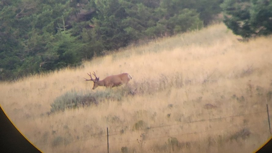 Buck 1.jpg Buck 1.jpg