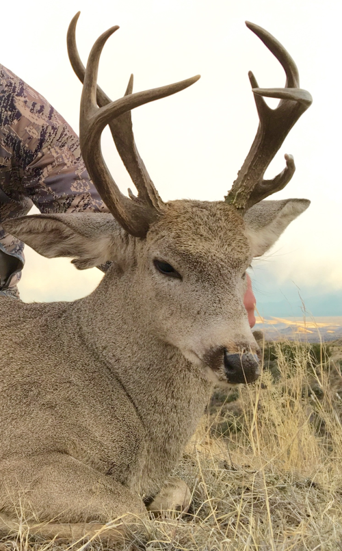 2015 AZ Coues Deer Only.png 2015 AZ Coues Deer Only.png