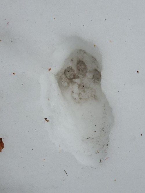Wolf track front of porch.jpg Wolf track front of porch.jpg