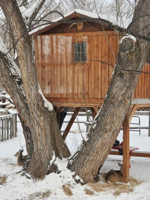 Deer under treehouse.jpg Deer under treehouse.jpg