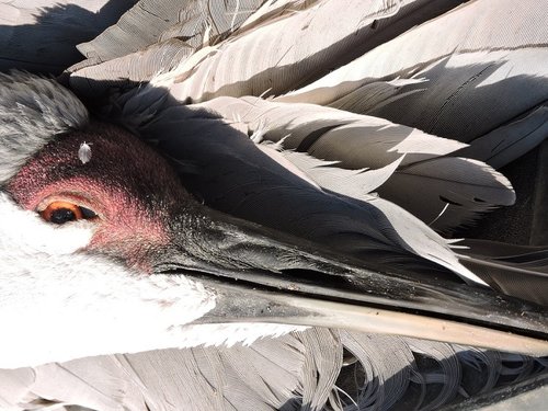 Crane face reduced 2015.jpg Crane face reduced 2015.jpg