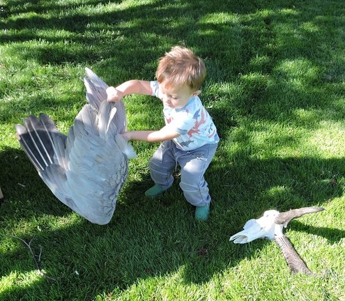 Jesse&crane wing 2015 reduced.jpg Jesse&crane wing 2015 reduced.jpg