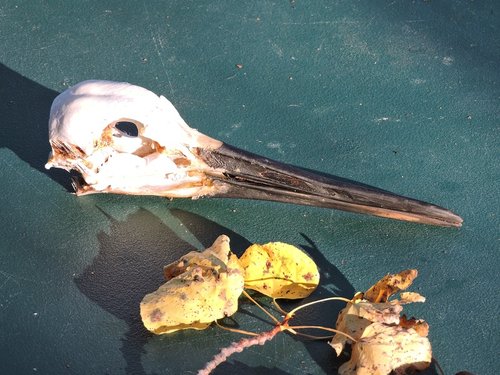 Sandhill crane skull reduced 2015.jpg Sandhill crane skull reduced 2015.jpg
