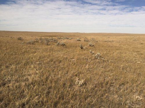 1 2015 Antelope Stalk 2.jpg