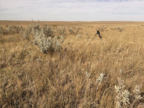 1 2015 Antelope Stalk.jpg