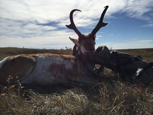 1 2015 Antelope 2.jpg