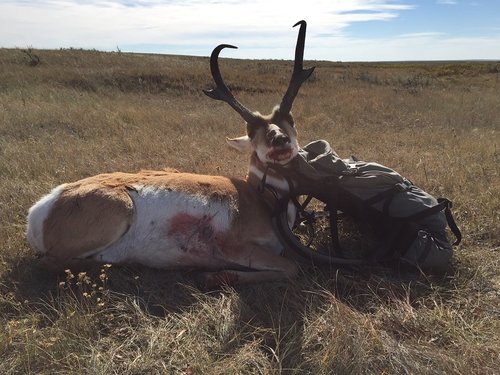 1 2015 Antelope.jpg
