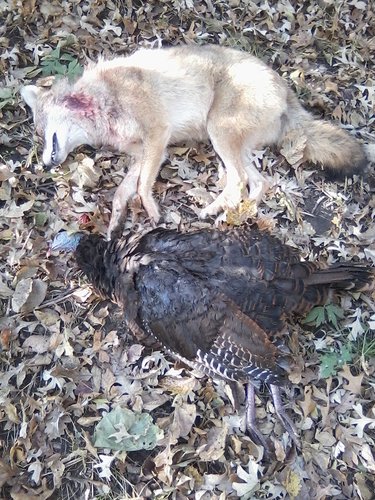 Image10152015091134 - yote.jpg