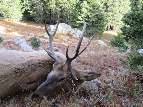 2015.matt.bull(2).jpg 2015.matt.bull(2).jpg