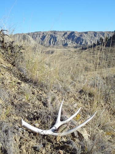3 found antler.jpg