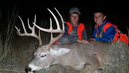 Tate deer 1.jpg
