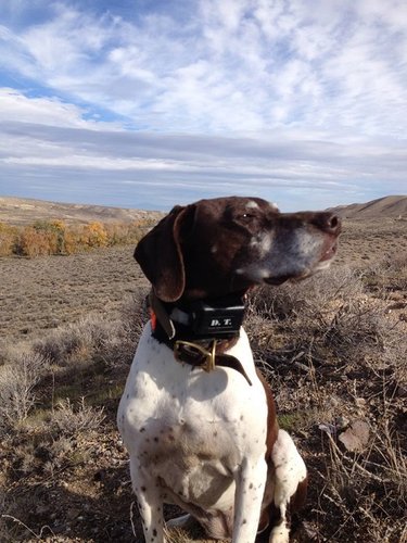 Jaeger always checking the breeze.jpg