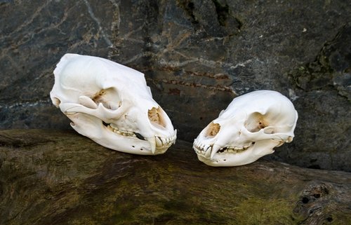 Bear Skulls.jpg