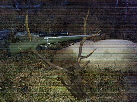 2015 Bull resize.jpg