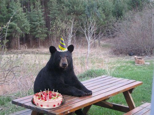 bearbirthday.jpg