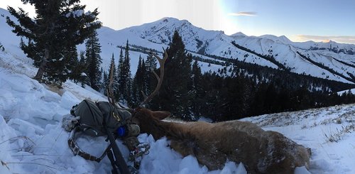 MT Elk 2015 3 - upload.JPG