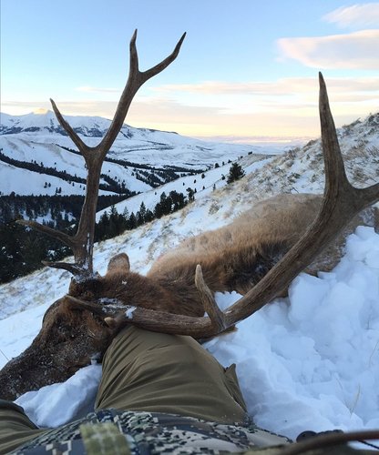 MT Elk 2015 4 - upload.JPG