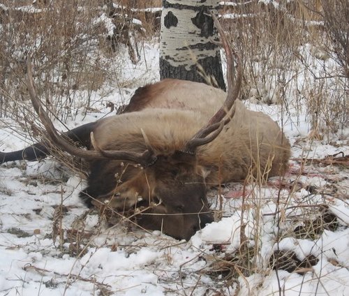 2015elk.jpg