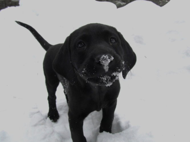 pup.jpg pup.jpg