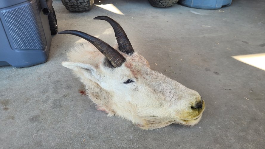 Mountain Goat head at home.jpg Mountain Goat head at home.jpg