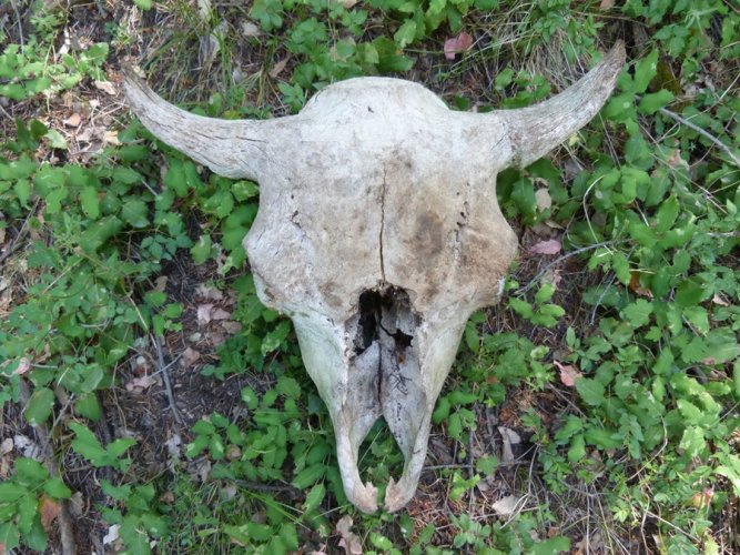 Bison skull.jpg Bison skull.jpg