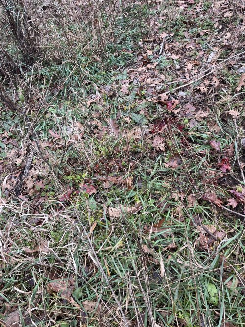 IMG_8261.jpeg IMG_8261.jpeg