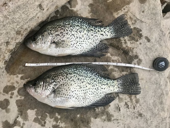Crappie 2.jpg Crappie 2.jpg