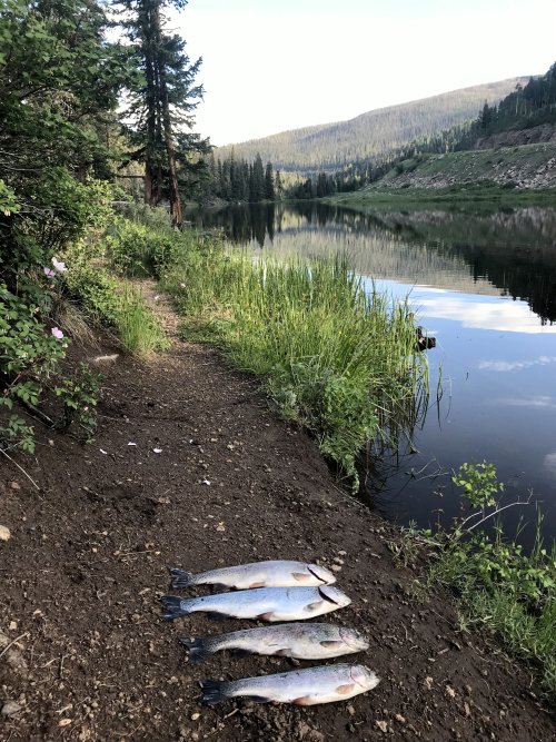 June Trout PCL.jpg June Trout PCL.jpg