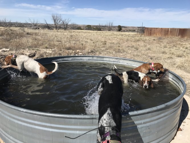 Hounds.jpg Hounds.jpg