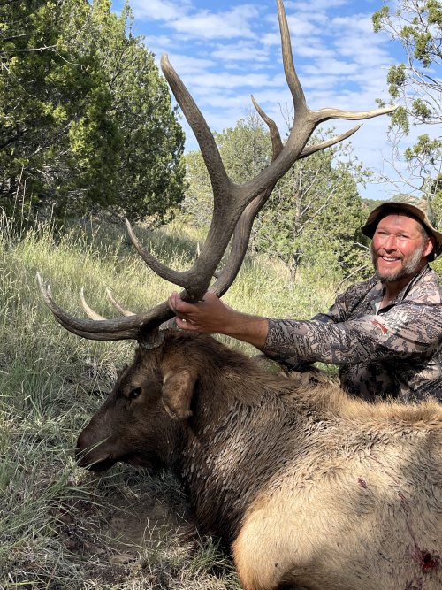 CO Elk 1.jpg CO Elk 1.jpg