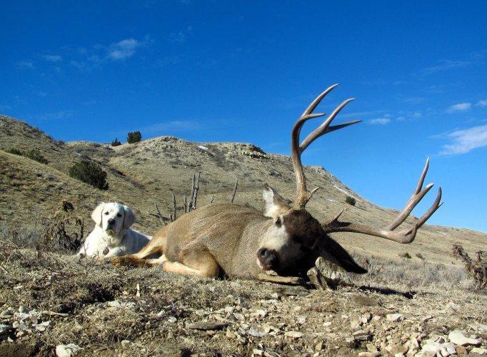 CO Mulie 1.JPG CO Mulie 1.JPG