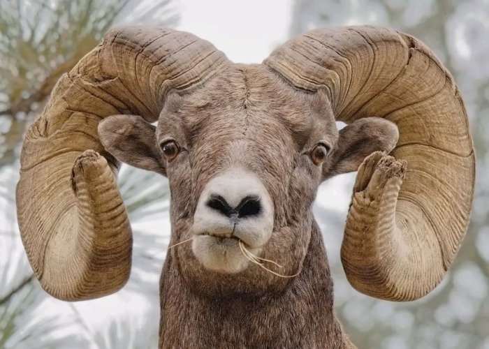 ram_Sept2004.jpg ram_Sept2004.jpg