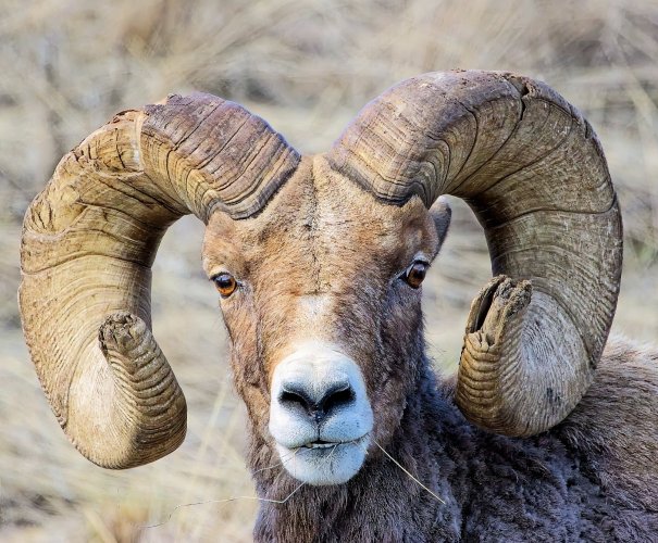 Ram_Mar2025.jpg Ram_Mar2025.jpg