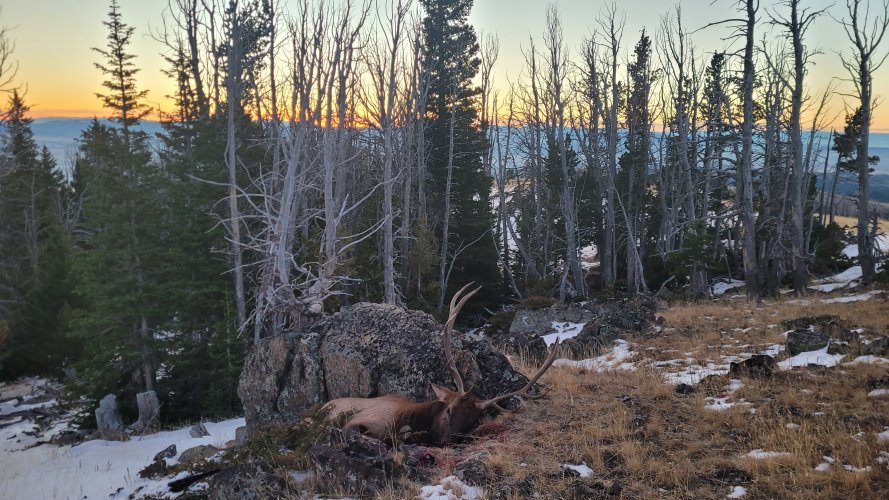 Elkhorns bull pinned on rock.jpg