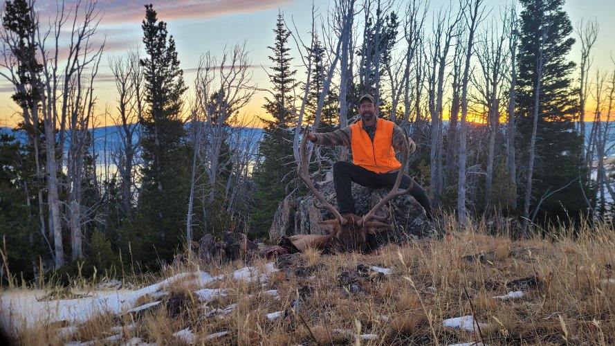 Elkhorn Bull at sunrise.jpg Elkhorn Bull at sunrise.jpg