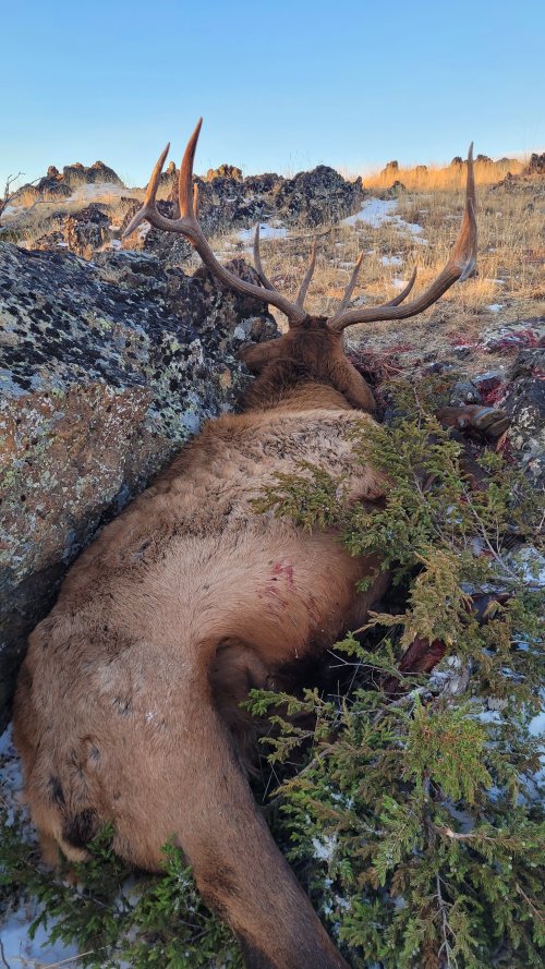 Elkhorn bull pinned on rock from bheind.jpg Elkhorn bull pinned on rock from bheind.jpg