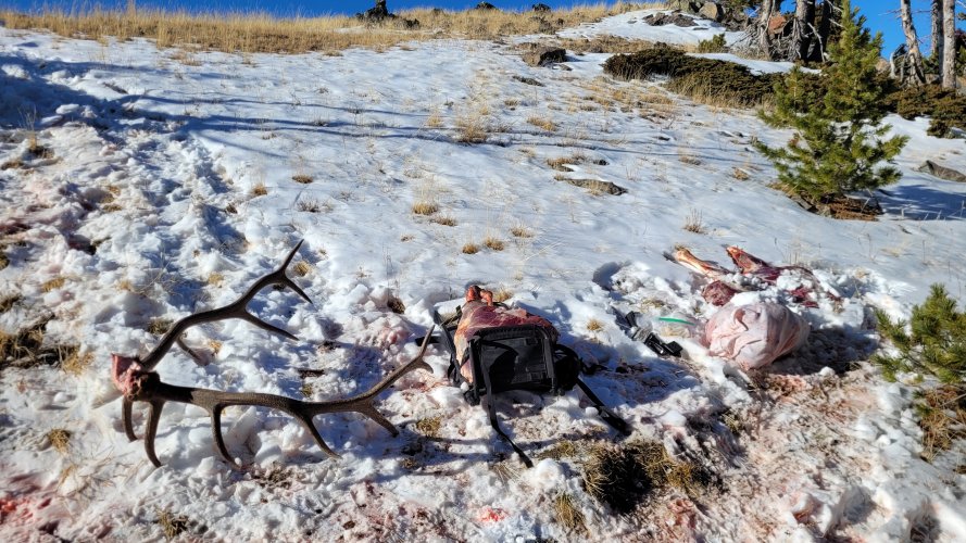 Snow and sun pakcout elkhorns bull.jpg