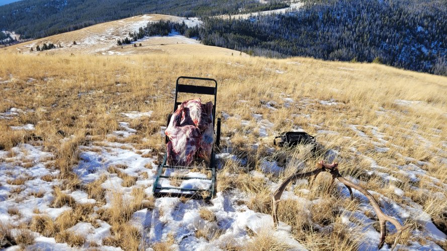 Elkhorns bull on the game cart.jpg Elkhorns bull on the game cart.jpg