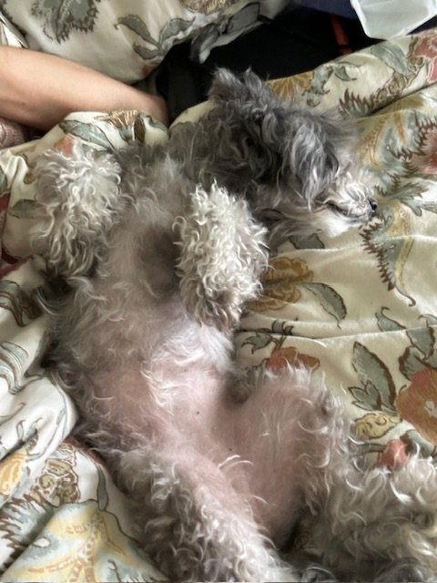IMG_6622.jpeg