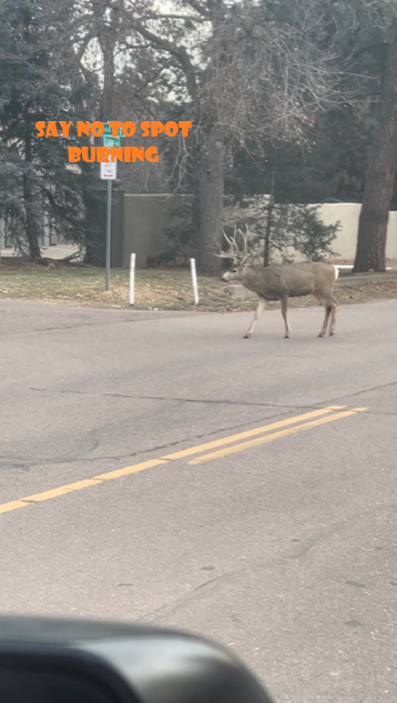Mule Deer Buck 1.png